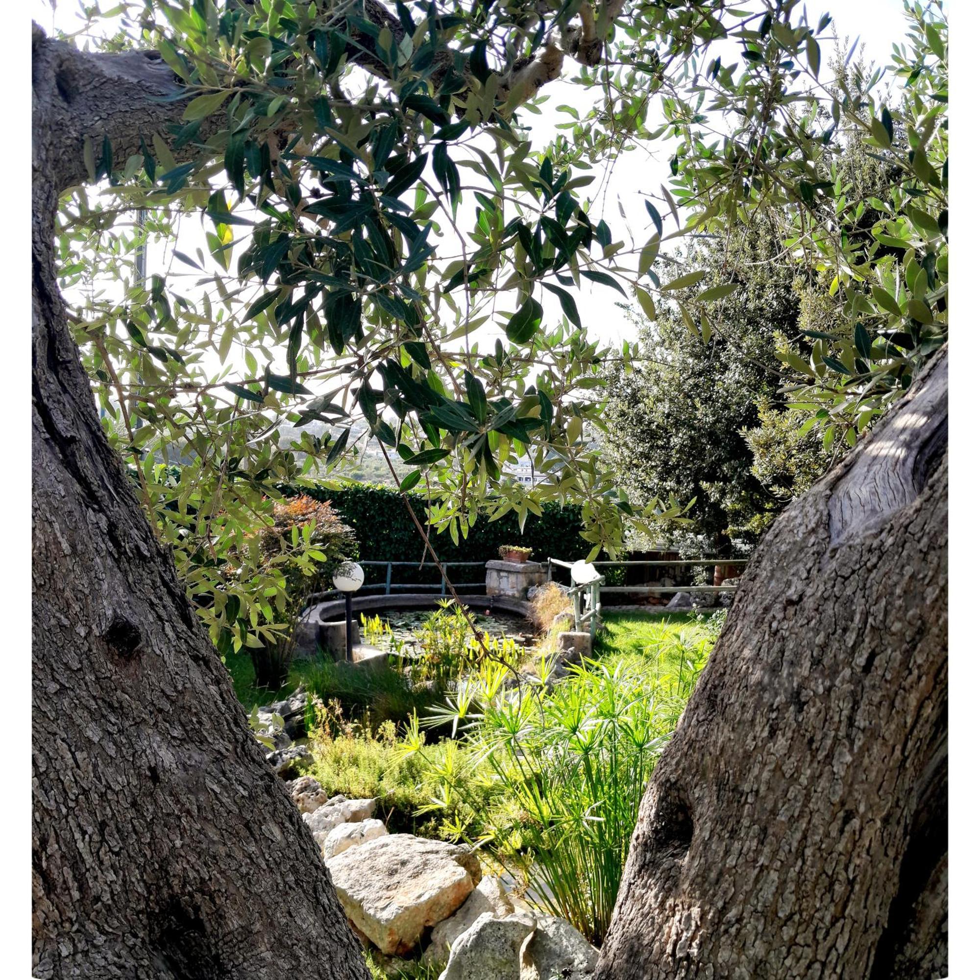 La Rosa Dei Trulli B&B Alberobello Zewnętrze zdjęcie