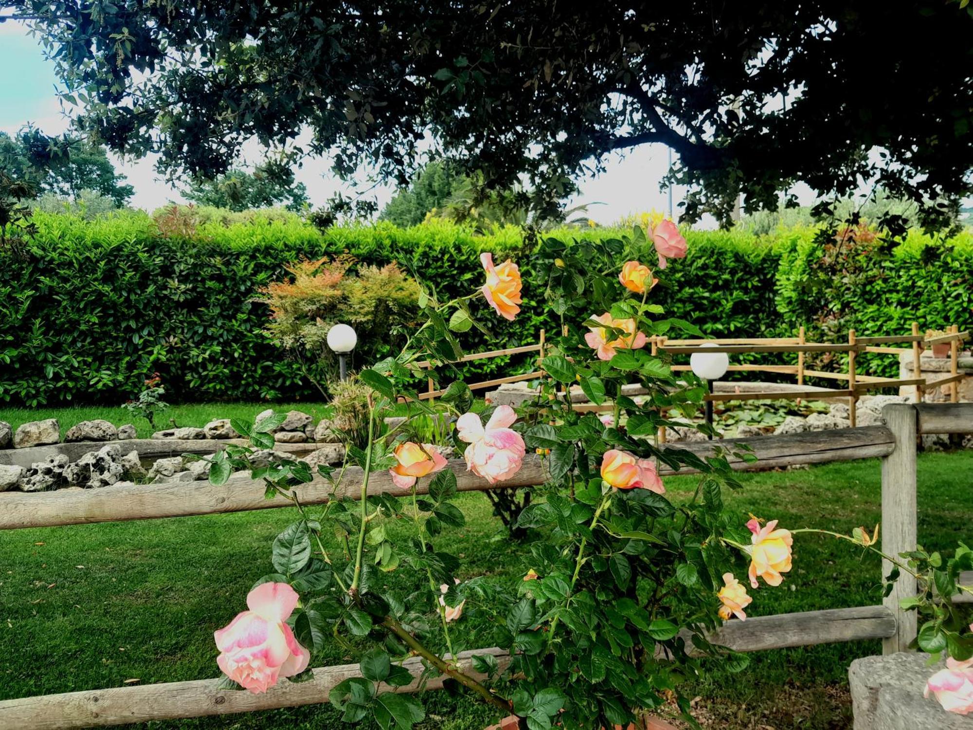 La Rosa Dei Trulli B&B Alberobello Zewnętrze zdjęcie