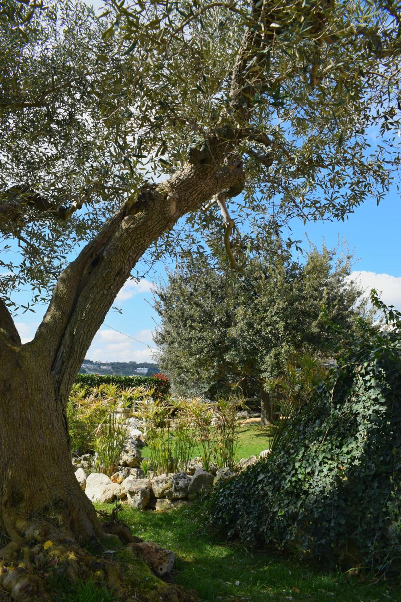 La Rosa Dei Trulli B&B Alberobello Zewnętrze zdjęcie